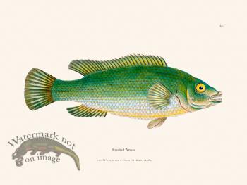 025 Streaked Wrasse